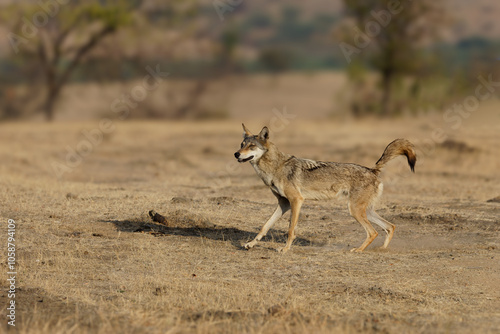 Indian Grey Wolf in Maharashtra Bhigwan close up shot portrait