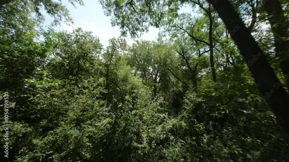 Flying Through Green Trees And Vegetation In Riviere des Prairies, Montreal, Canada - FPV Flying Through Green Trees And Vegetation In Riviere des Prairies, Montreal, Canada - FPV