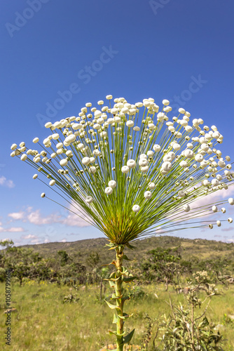 sempre viva na cidade de Alto Paraiso de Goiás, região da Chapada dos Veadeiros, Estado de Goiás, Brasil photo