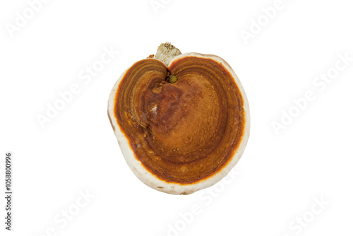 Obraz na plátně tinder sponge mushroom isolated on white or transparent png