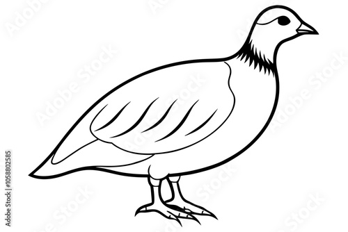 Partridge Bird line art  Vector Classic Wildlife Illustration Design