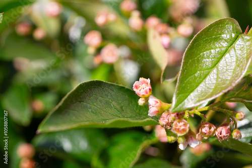 Appearance of branches, leaves, open flowers, anthers on the upper side of Cotoneaster lucidus. the family Rosaceae photo