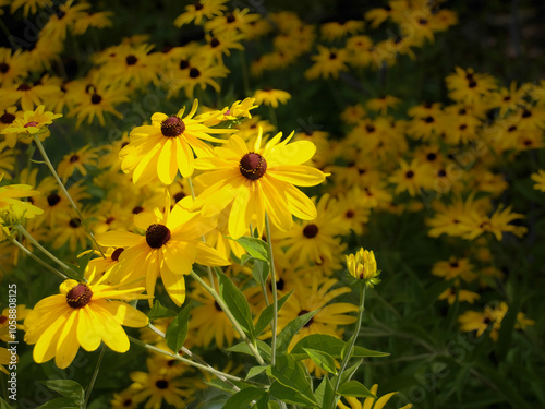 Bright yellow flowers of rudbeckia commonly known as coneflowers or black eyed susans.. #1058808125