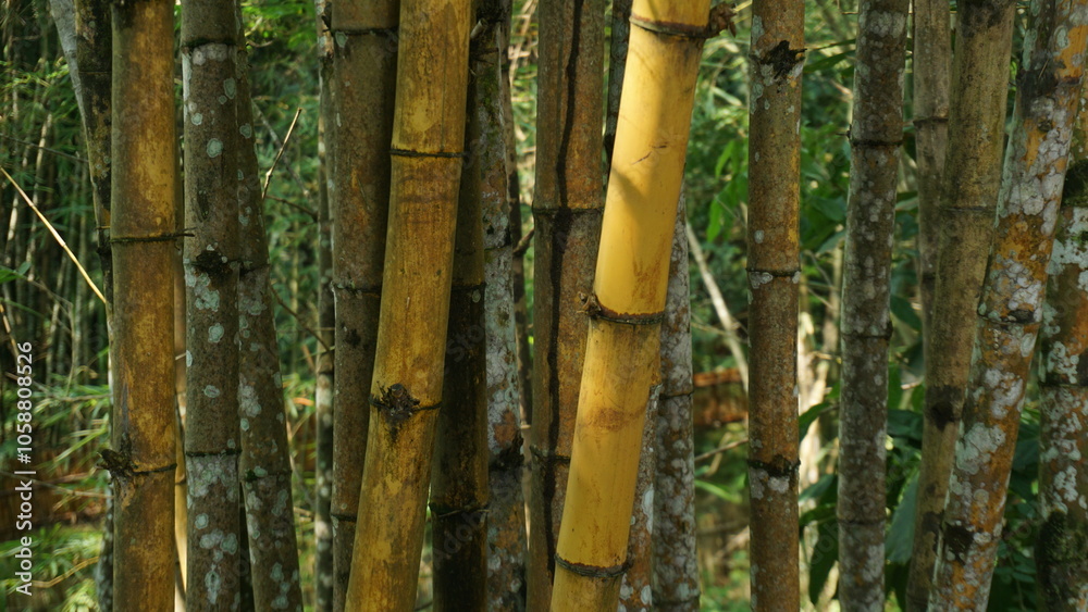 Dense Grove of Shady Bamboo Trees at Tourist Site Dense Grove of Shady Bamboo Trees at Tourist Site