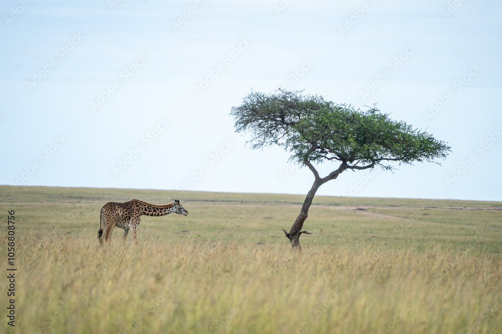 A giraffe strolls gracefully across a lush field, Masai Mara Reserve, Kenya A giraffe strolls gracefully across a lush field, Masai Mara Reserve, Kenya