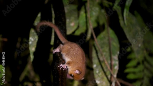 A small, brown mouse lemur hangs from a branch in a rainforest, its large eyes peering curiously at the camera. These nocturnal primates are endemic to Madagascar. Ranomafana National Park.