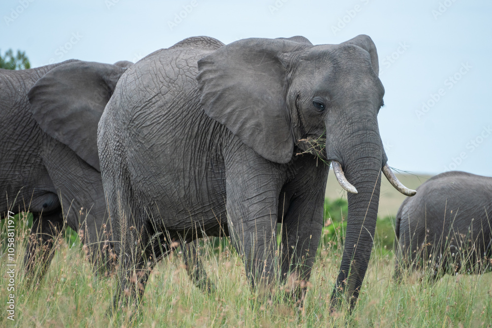 Big elephants in their habitat in Africa, Masai Mara Reserve, Kenya Big elephants in their habitat in Africa, Masai Mara Reserve, Kenya
