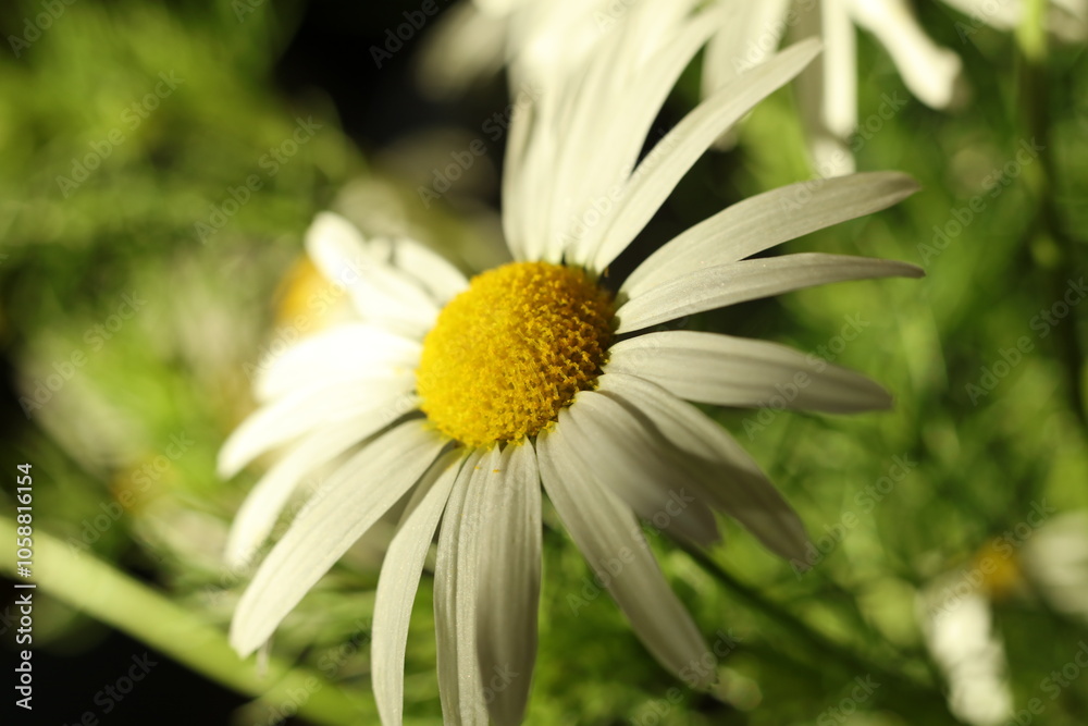 Obraz premium chamomile flower on a green background. selective focus 
