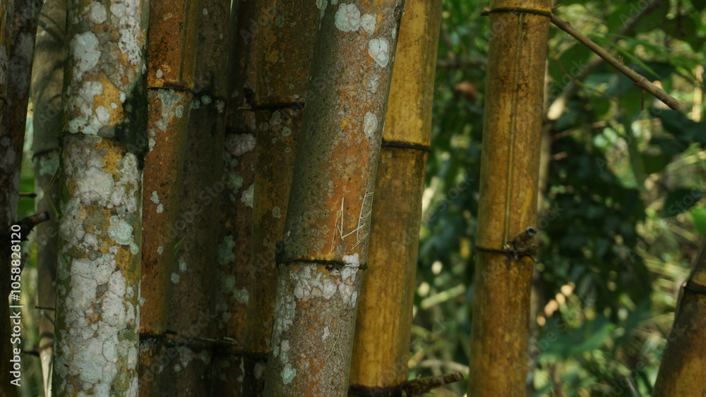 Fototapeta premium Dense Grove of Shady Bamboo Trees at Tourist Site