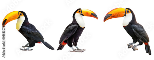 set of three hornbill birds isolated on white background photo