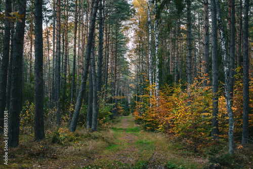 Enchanting Autumn Forest Pathway View 