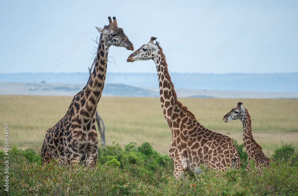 A giraffe strolls gracefully across a lush field, Masai Mara Reserve, Kenya A giraffe strolls gracefully across a lush field, Masai Mara Reserve, Kenya