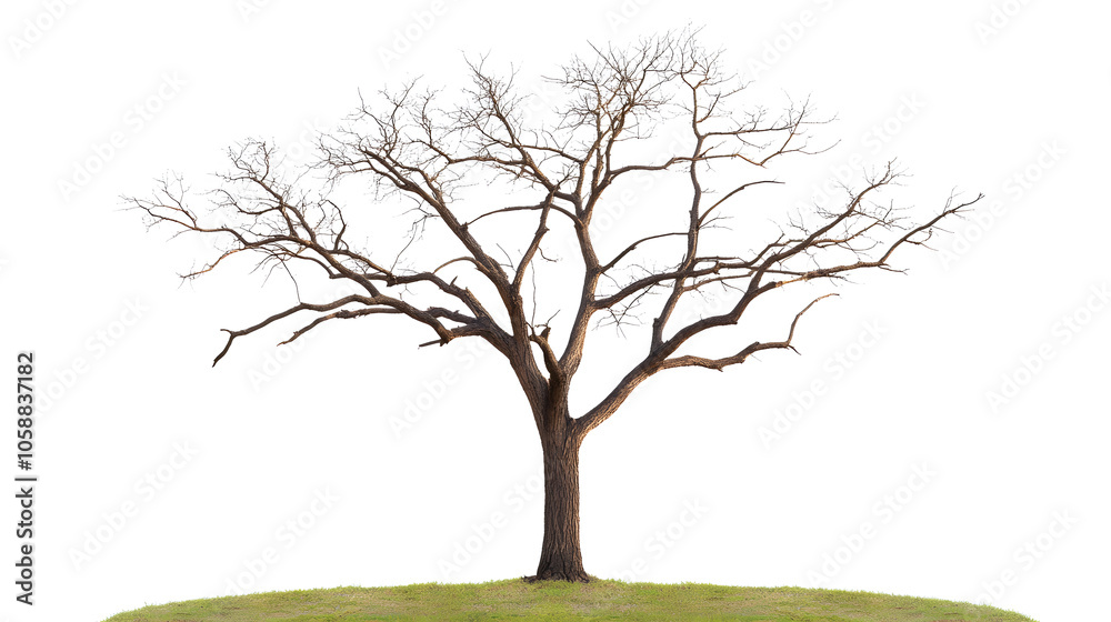 Dry tree with no leaves isolated on white background Dry tree with no leaves isolated on white background