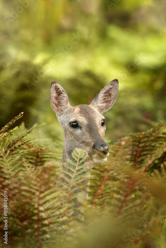 roe deer photo