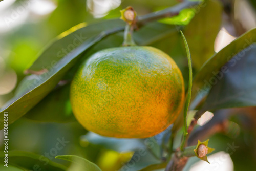 Green sweet mandarins grow on tree. Unripe citrus mandarine on green branch. Mandarin orange tree. Tangerine. Branch with fresh ripe tangerines and leaves image. Selective soft focus.