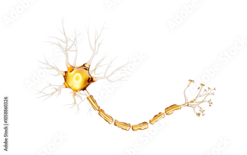 Fototapeta Naklejka Na Ścianę i Meble -  Transparent golden biology nerve cell, 3d rendering.