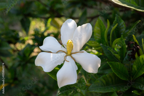 Gardenia Jasminoides flower blooming in the garden with green leaves. Commonly known as Gardenia and Cape Jasmine, is an evergreen flowering plant in the coffee family Rubiaceae. White flower photo