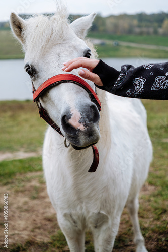 pony portrait with hand