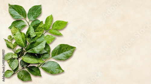 Green Leaves Branch Corner on Cream Background  Nature Decor  Botanical Design  Spring Fol