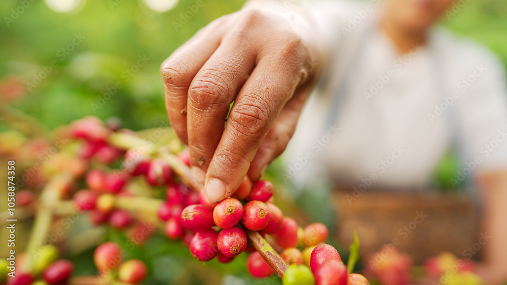 close-up of handpicking or harvesting of red ripe arabica coffee berries or cherries on tree branch close-up of handpicking or harvesting of red ripe arabica coffee berries or cherries on tree branch