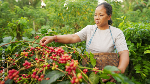 Southeast asian coffee farmer harvesting on plantation, handpicking ripe berries or cherries, women in southeast asia agriculture