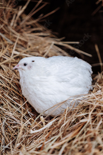 white dove on the nest