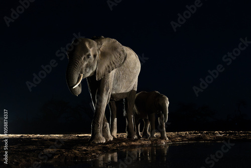 an African elephant cow and calf drinking water at nighttime, taken from a low angle photo