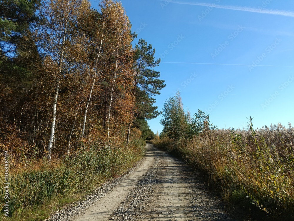 Rekyva forest during sunny autumn day. Pine and birch tree woodland. Blueberry bushes are growing in woods. Sunny day with white and gray clouds in sky. Fall season. Nature. Rekyvos miskas. Rekyva forest during sunny autumn day. Pine and birch tree woodland. Blueberry bushes are growing in woods. Sunny day with white and gray clouds in sky. Fall season. Nature. Rekyvos miskas.