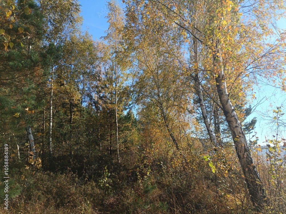 Rekyva forest during sunny autumn day. Pine and birch tree woodland. Blueberry bushes are growing in woods. Sunny day with white and gray clouds in sky. Fall season. Nature. Rekyvos miskas. Rekyva forest during sunny autumn day. Pine and birch tree woodland. Blueberry bushes are growing in woods. Sunny day with white and gray clouds in sky. Fall season. Nature. Rekyvos miskas.