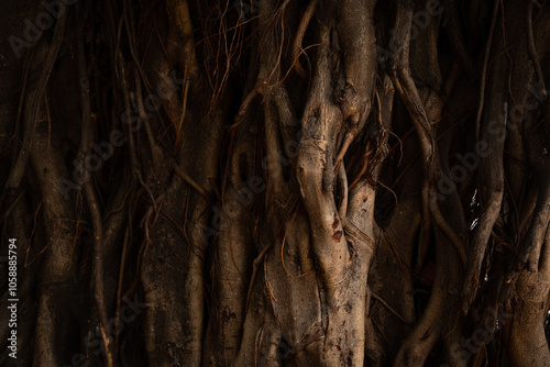 Banyan tree bark in moody light photo