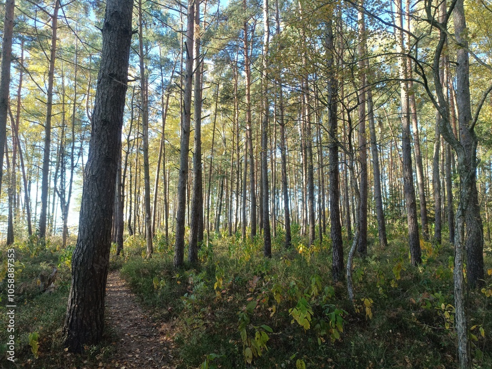 Rekyva forest during sunny autumn day. Pine and birch tree woodland. Blueberry bushes are growing in woods. Sunny day with white and gray clouds in sky. Fall season. Nature. Rekyvos miskas. Rekyva forest during sunny autumn day. Pine and birch tree woodland. Blueberry bushes are growing in woods. Sunny day with white and gray clouds in sky. Fall season. Nature. Rekyvos miskas.