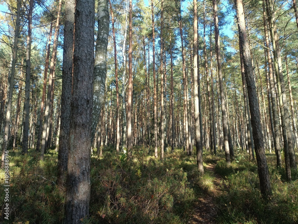 Rekyva forest during sunny autumn day. Pine and birch tree woodland. Blueberry bushes are growing in woods. Sunny day with white and gray clouds in sky. Fall season. Nature. Rekyvos miskas. Rekyva forest during sunny autumn day. Pine and birch tree woodland. Blueberry bushes are growing in woods. Sunny day with white and gray clouds in sky. Fall season. Nature. Rekyvos miskas.