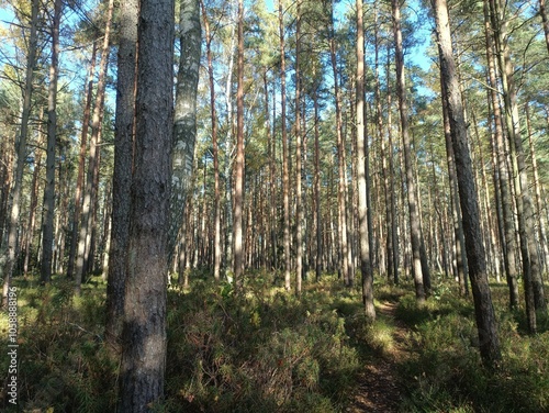 Rekyva forest during sunny autumn day. Pine and birch tree woodland. Blueberry bushes are growing in woods. Sunny day with white and gray clouds in sky. Fall season. Nature. Rekyvos miskas.