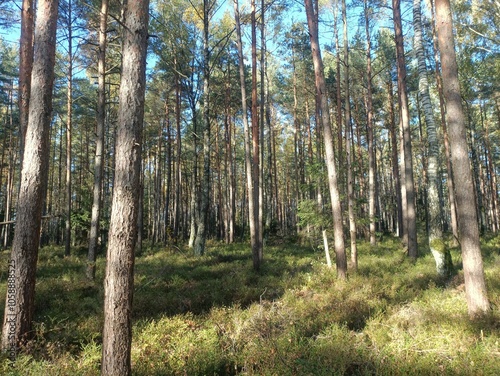 Rekyva forest during sunny autumn day. Pine and birch tree woodland. Blueberry bushes are growing in woods. Sunny day with white and gray clouds in sky. Fall season. Nature. Rekyvos miskas.