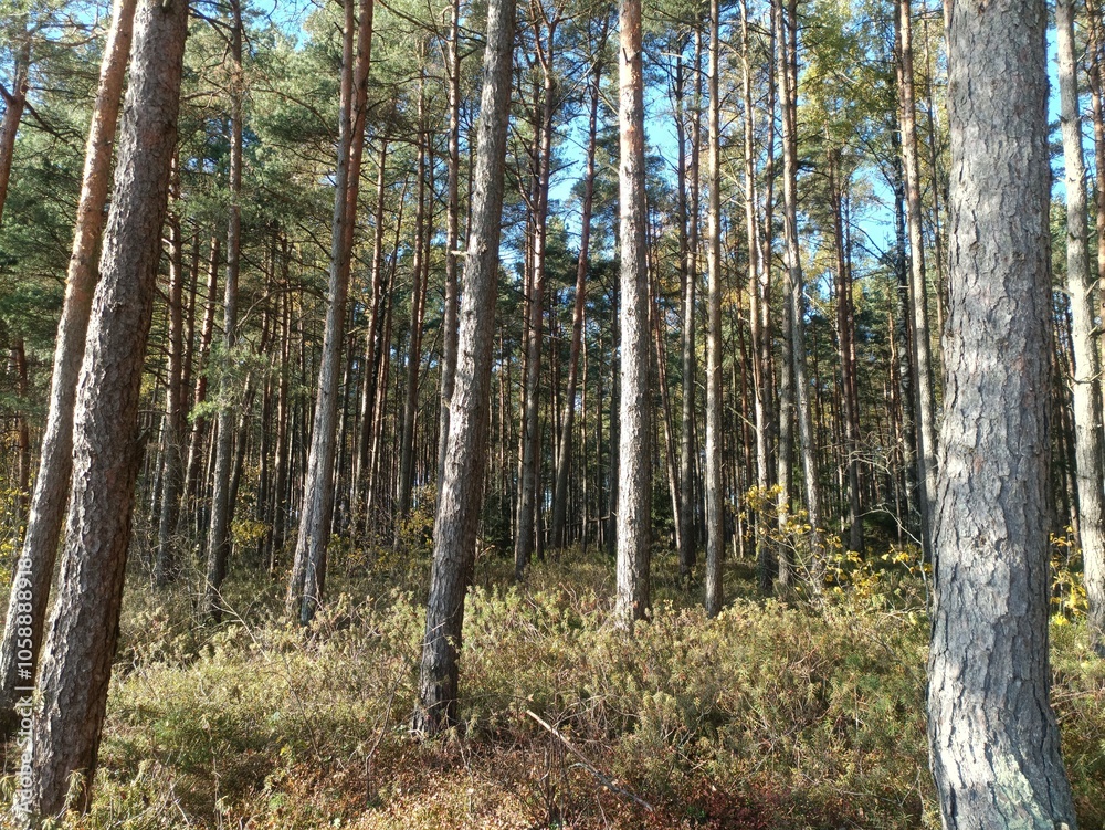 Rekyva forest during sunny autumn day. Pine and birch tree woodland. Blueberry bushes are growing in woods. Sunny day with white and gray clouds in sky. Fall season. Nature. Rekyvos miskas. Rekyva forest during sunny autumn day. Pine and birch tree woodland. Blueberry bushes are growing in woods. Sunny day with white and gray clouds in sky. Fall season. Nature. Rekyvos miskas.
