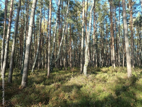 Rekyva forest during sunny autumn day. Pine and birch tree woodland. Blueberry bushes are growing in woods. Sunny day with white and gray clouds in sky. Fall season. Nature. Rekyvos miskas.