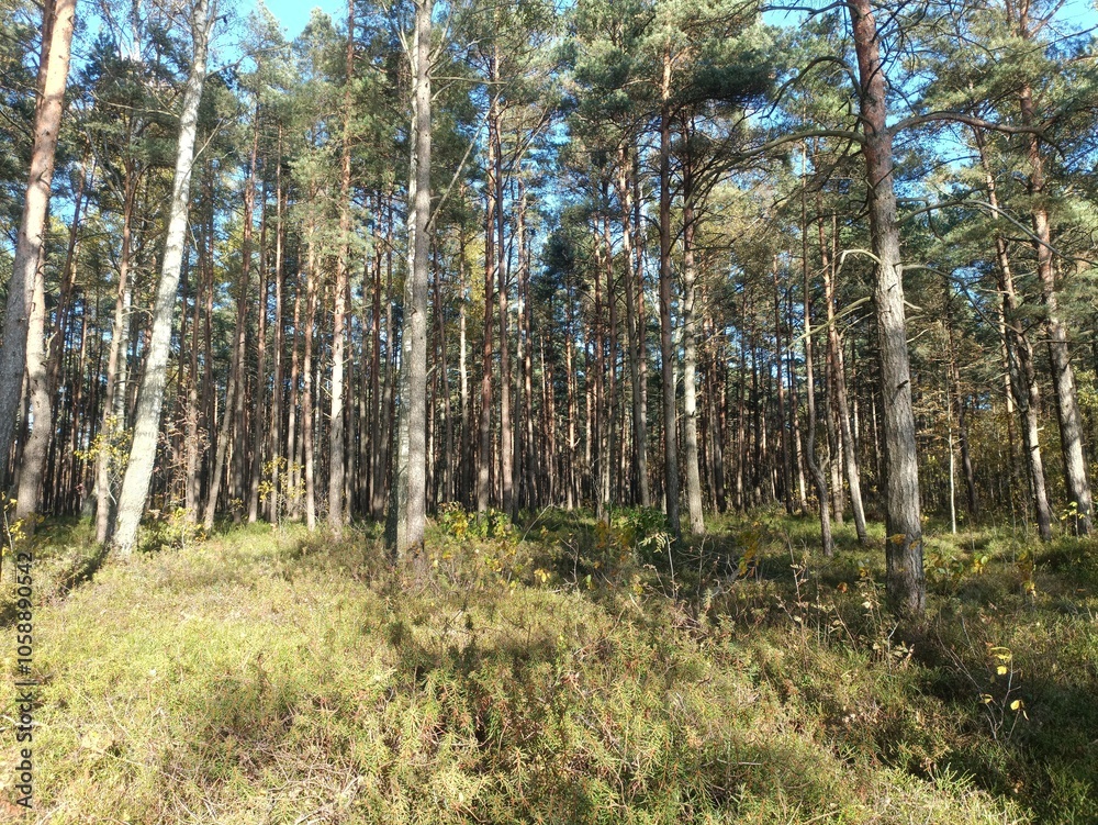 Rekyva forest during sunny autumn day. Pine and birch tree woodland. Blueberry bushes are growing in woods. Sunny day with white and gray clouds in sky. Fall season. Nature. Rekyvos miskas. Rekyva forest during sunny autumn day. Pine and birch tree woodland. Blueberry bushes are growing in woods. Sunny day with white and gray clouds in sky. Fall season. Nature. Rekyvos miskas.