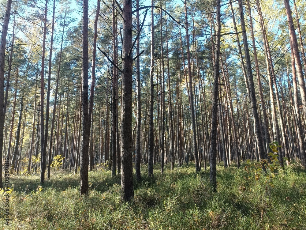 Rekyva forest during sunny autumn day. Pine and birch tree woodland. Blueberry bushes are growing in woods. Sunny day with white and gray clouds in sky. Fall season. Nature. Rekyvos miskas. Rekyva forest during sunny autumn day. Pine and birch tree woodland. Blueberry bushes are growing in woods. Sunny day with white and gray clouds in sky. Fall season. Nature. Rekyvos miskas.