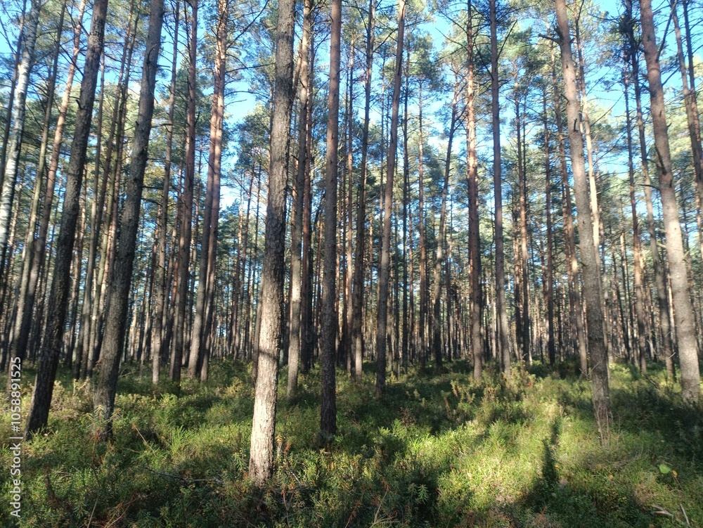 Rekyva forest during sunny autumn day. Pine and birch tree woodland. Blueberry bushes are growing in woods. Sunny day with white and gray clouds in sky. Fall season. Nature. Rekyvos miskas. Rekyva forest during sunny autumn day. Pine and birch tree woodland. Blueberry bushes are growing in woods. Sunny day with white and gray clouds in sky. Fall season. Nature. Rekyvos miskas.
