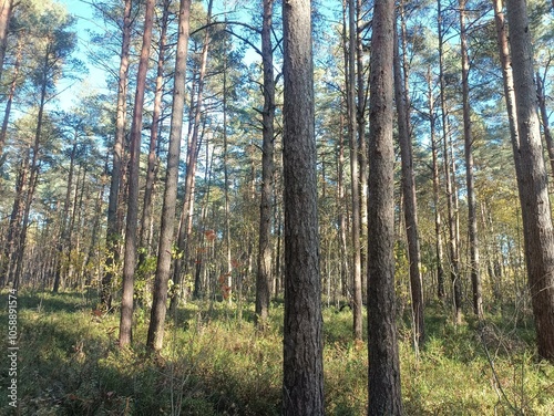 Rekyva forest during sunny autumn day. Pine and birch tree woodland. Blueberry bushes are growing in woods. Sunny day with white and gray clouds in sky. Fall season. Nature. Rekyvos miskas.