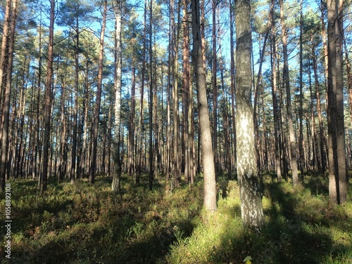 Rekyva forest during sunny autumn day. Pine and birch tree woodland. Blueberry bushes are growing in woods. Sunny day with white and gray clouds in sky. Fall season. Nature. Rekyvos miskas.