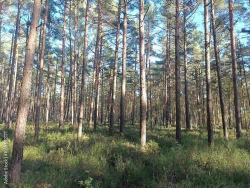 Rekyva forest during sunny autumn day. Pine and birch tree woodland. Blueberry bushes are growing in woods. Sunny day with white and gray clouds in sky. Fall season. Nature. Rekyvos miskas.