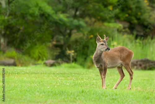 roe deer