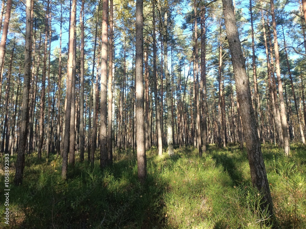 Rekyva forest during sunny autumn day. Pine and birch tree woodland. Blueberry bushes are growing in woods. Sunny day with white and gray clouds in sky. Fall season. Nature. Rekyvos miskas. Rekyva forest during sunny autumn day. Pine and birch tree woodland. Blueberry bushes are growing in woods. Sunny day with white and gray clouds in sky. Fall season. Nature. Rekyvos miskas.