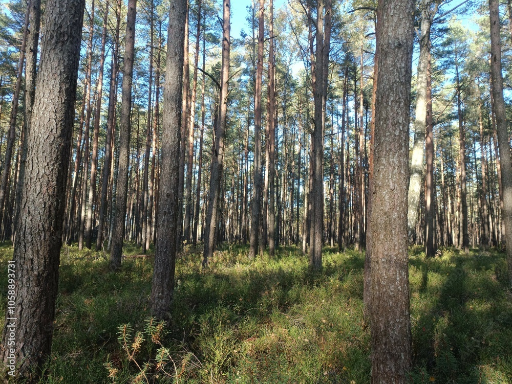 Rekyva forest during sunny autumn day. Pine and birch tree woodland. Blueberry bushes are growing in woods. Sunny day with white and gray clouds in sky. Fall season. Nature. Rekyvos miskas. Rekyva forest during sunny autumn day. Pine and birch tree woodland. Blueberry bushes are growing in woods. Sunny day with white and gray clouds in sky. Fall season. Nature. Rekyvos miskas.