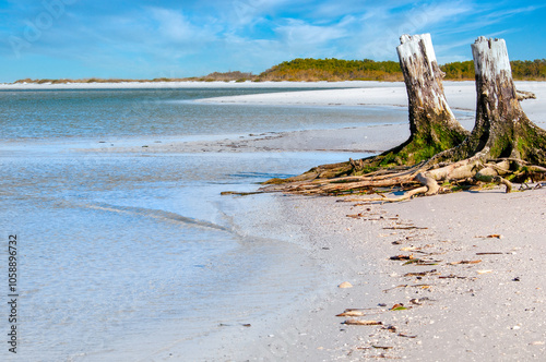 A  view of a beach on the Gulf of Mexico in Florida featuring two weathered tree stumps in the foreground and a grassy peninsula under a bright blue sky in the distance. Longboat Key, FL. Horizontal photo