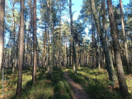 Wallpaper Mural Rekyva forest during sunny autumn day. Pine and birch tree woodland. Blueberry bushes are growing in woods. Sunny day with white and gray clouds in sky. Fall season. Nature. Rekyvos miskas. Torontodigital.ca