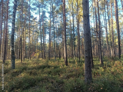 Rekyva forest during sunny autumn day. Pine and birch tree woodland. Blueberry bushes are growing in woods. Sunny day with white and gray clouds in sky. Fall season. Nature. Rekyvos miskas.