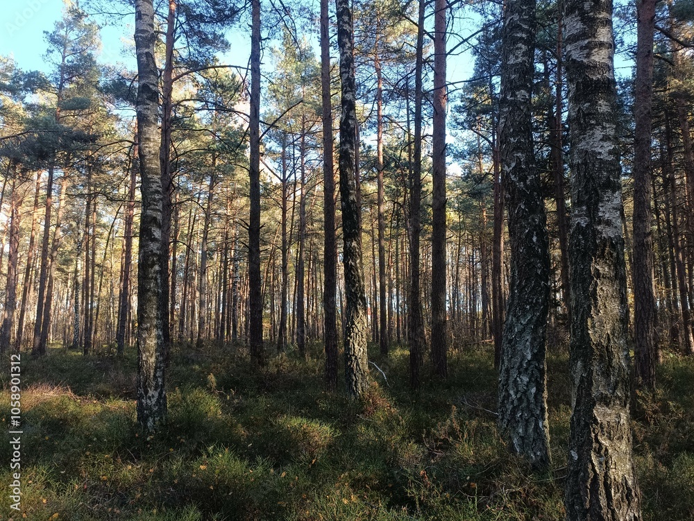 Rekyva forest during sunny autumn day. Pine and birch tree woodland. Blueberry bushes are growing in woods. Sunny day with white and gray clouds in sky. Fall season. Nature. Rekyvos miskas. Rekyva forest during sunny autumn day. Pine and birch tree woodland. Blueberry bushes are growing in woods. Sunny day with white and gray clouds in sky. Fall season. Nature. Rekyvos miskas.