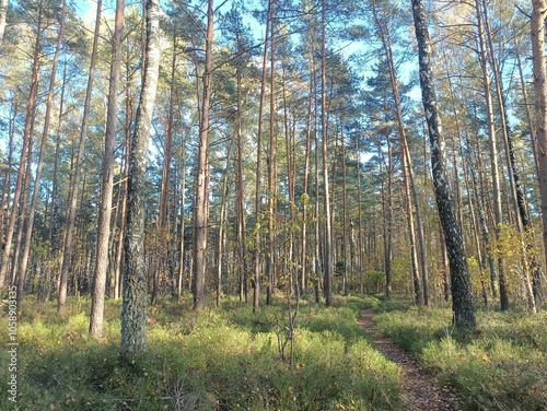 Rekyva forest during sunny autumn day. Pine and birch tree woodland. Blueberry bushes are growing in woods. Sunny day with white and gray clouds in sky. Fall season. Nature. Rekyvos miskas.
